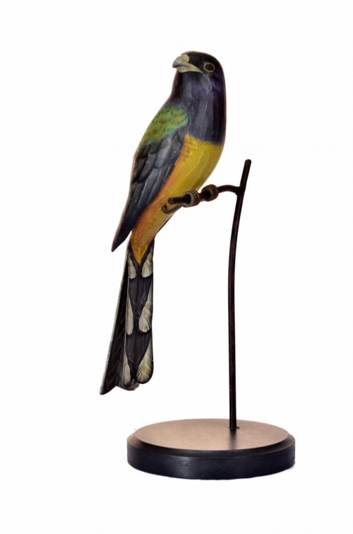 32-197 Trogon caligatus